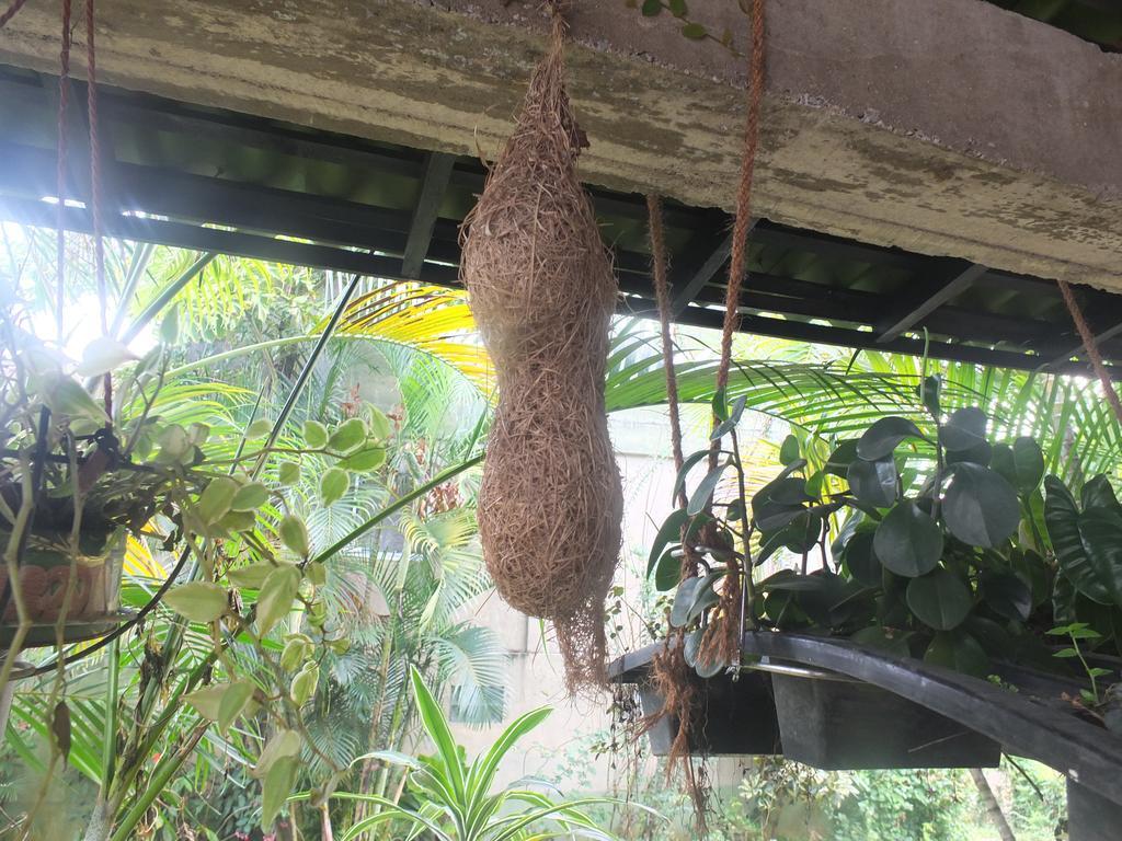Jasmine Homestay * كاندي
